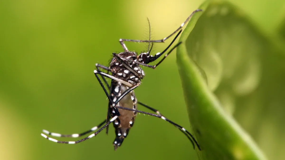 ¿Cuántos casos de dengue hay en República Dominicana en 2026? 396 confirmados hasta la semana 39